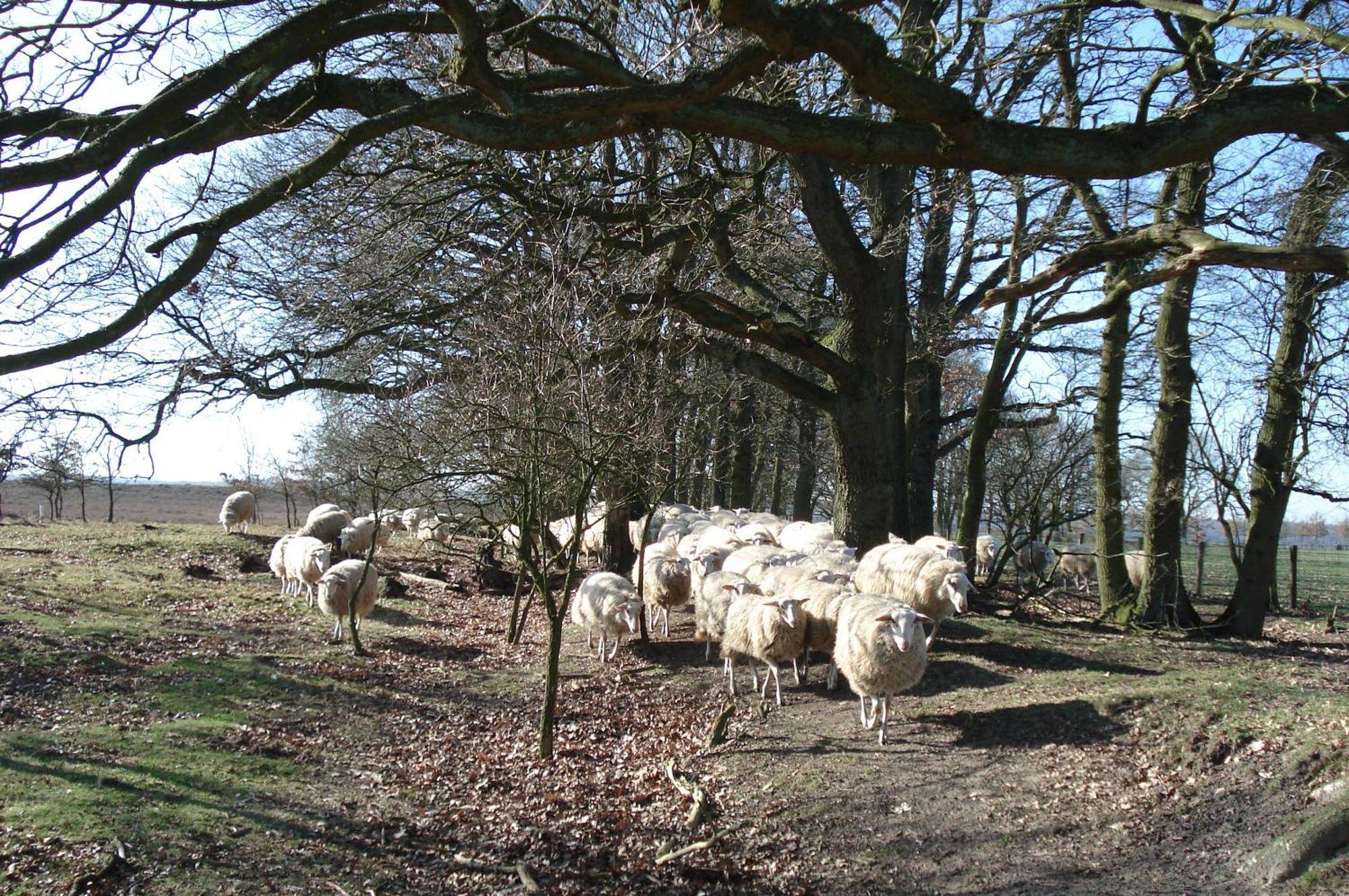 B&B De Willemshoeve Wageningen Kültér fotó